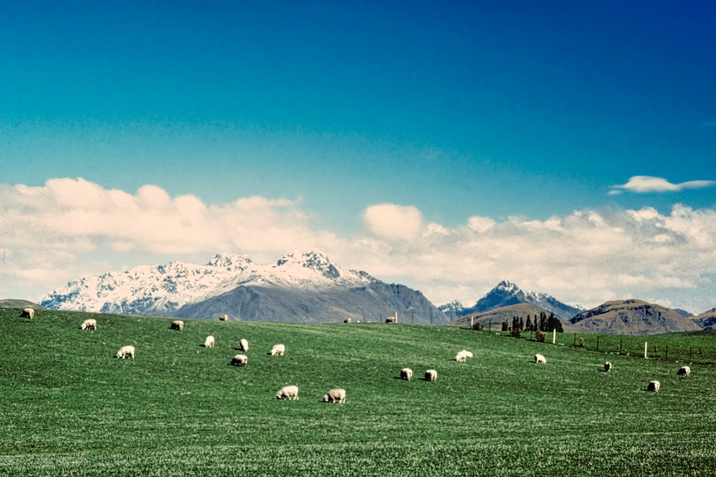 White Sheep on Green Pasture, Queenstown, NZ