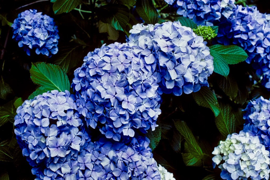Hydrangea, Rapaura Water Gardens, Coromandel, NZ