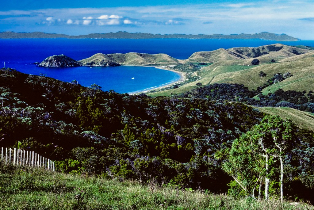 Port Jackson Viewpoint, Coromandel, NZ