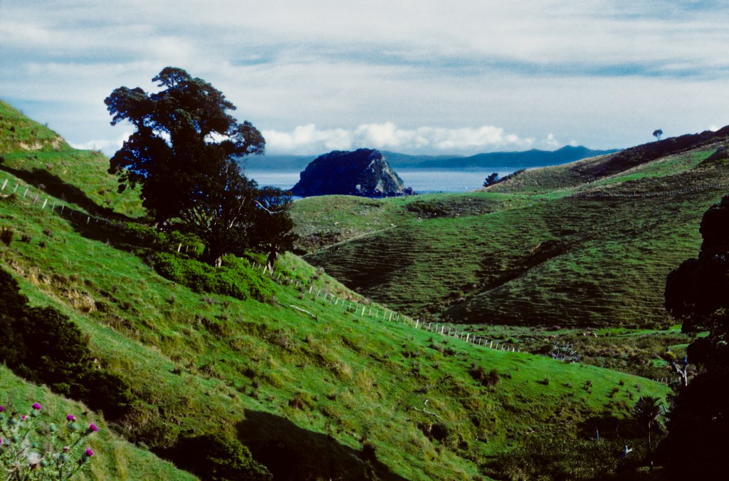 Fletcher Bay, Coastal Track, Coromandel, NZ
