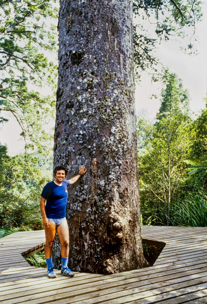 Kauri Tree, Coromandel Forest, NZ