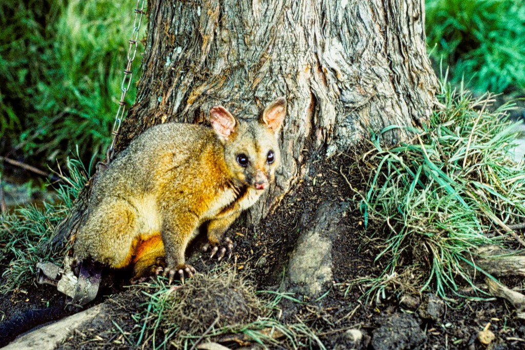 Possum, Coromandel Forest, NZ