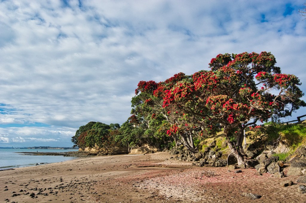Pohutukawa Trees, Little Manly Beach, NZ