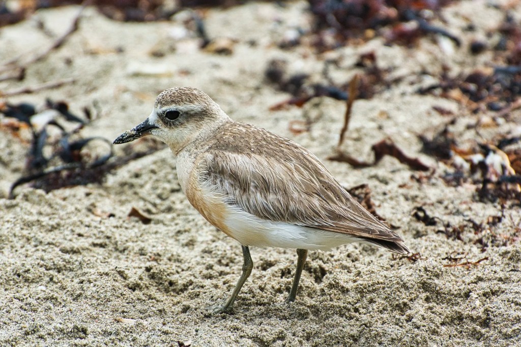 New Zealand Dotterel, Tiritiri Matangi, NZ