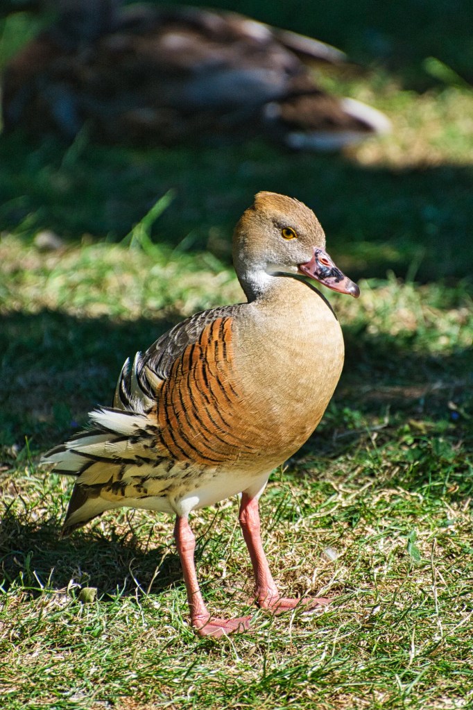 Plumed Whistling Duck, Andersen Park, Napier, NZ
