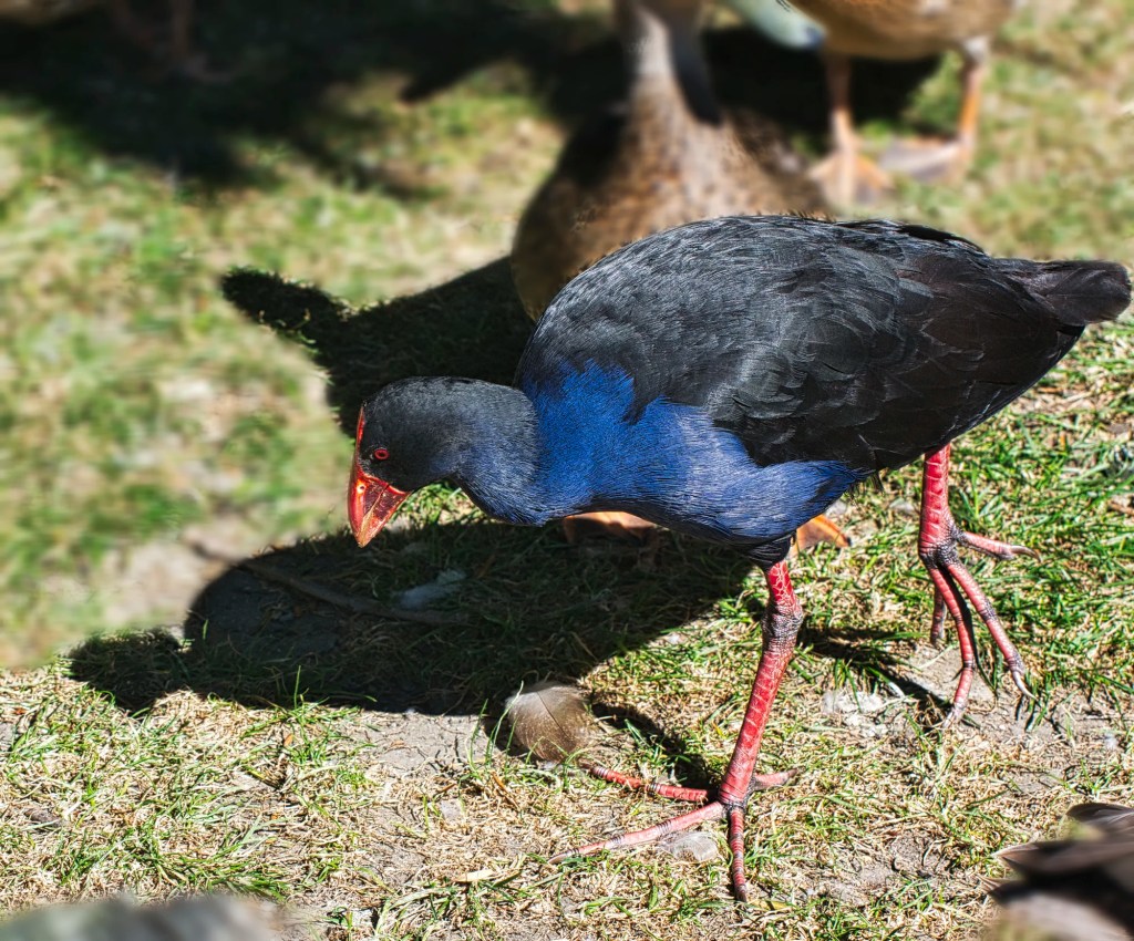 Pukeko, Andersen Park, Napier, NZ