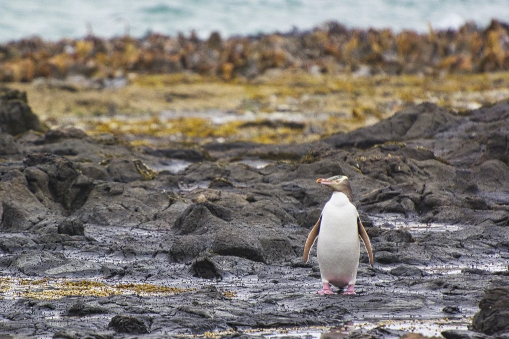 Yellow-eyed penguin, Curio Bay, Catlins, NZ
