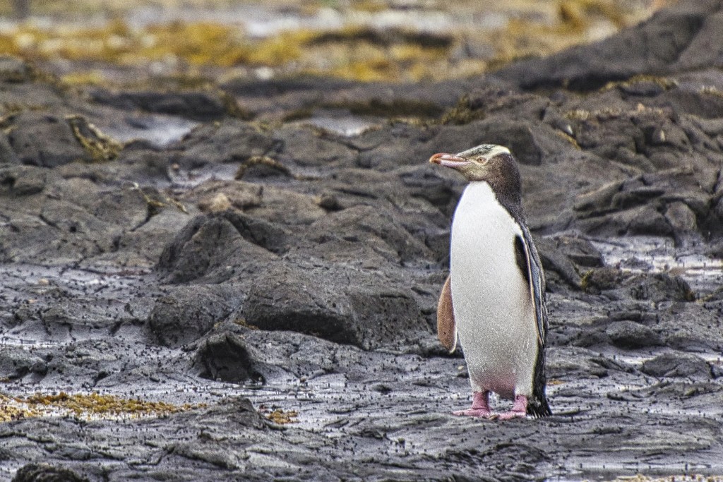 Yellow-eyed penguin, Curio Bay, Catlins, NZ