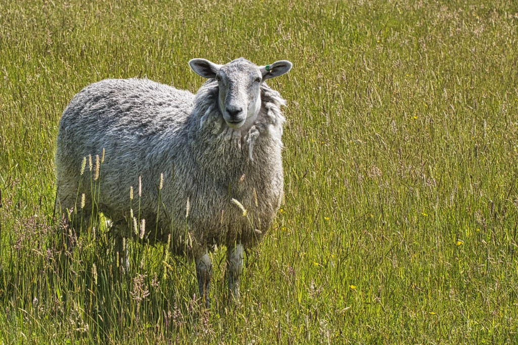 Sheep, Bluff, NZ