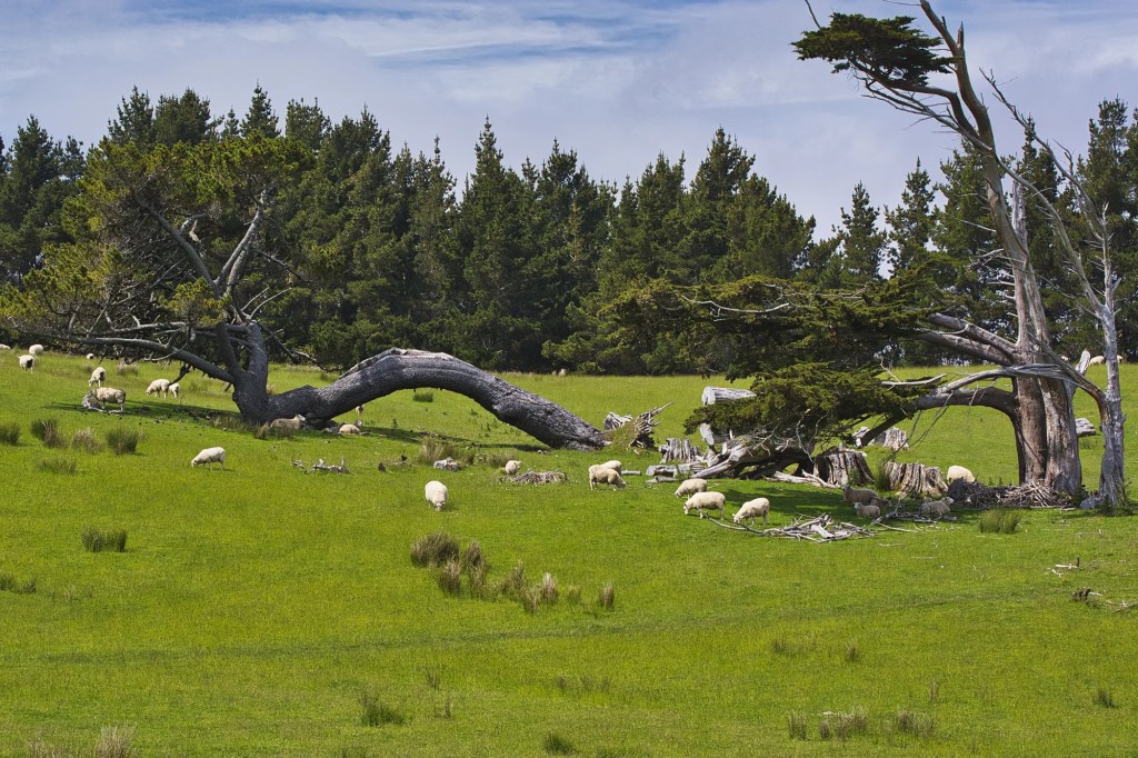 Farm east of Koropuku Falls, Catlins, NZ