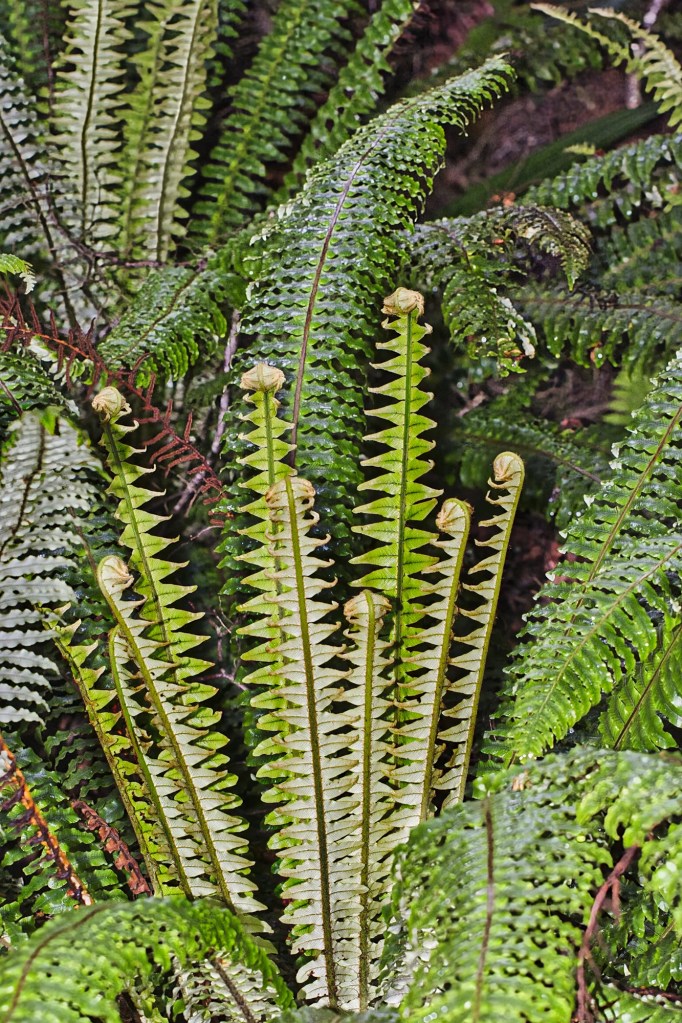 Sword fern, Purakaunui Falls Track, NZ
