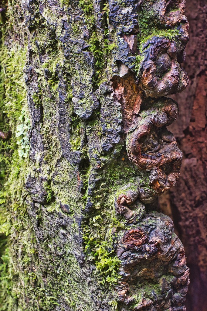 Gnarled Tree, Purakaunui Falls Track, NZ