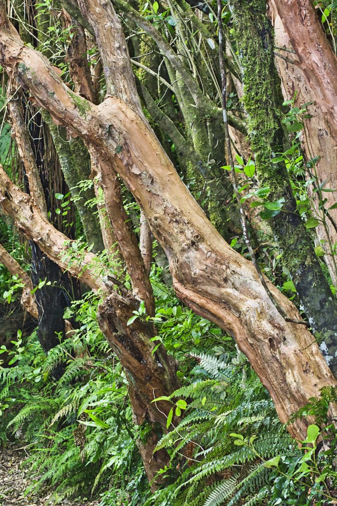 Thin-bark Totara Trees, Matai Falls Track, NZ
