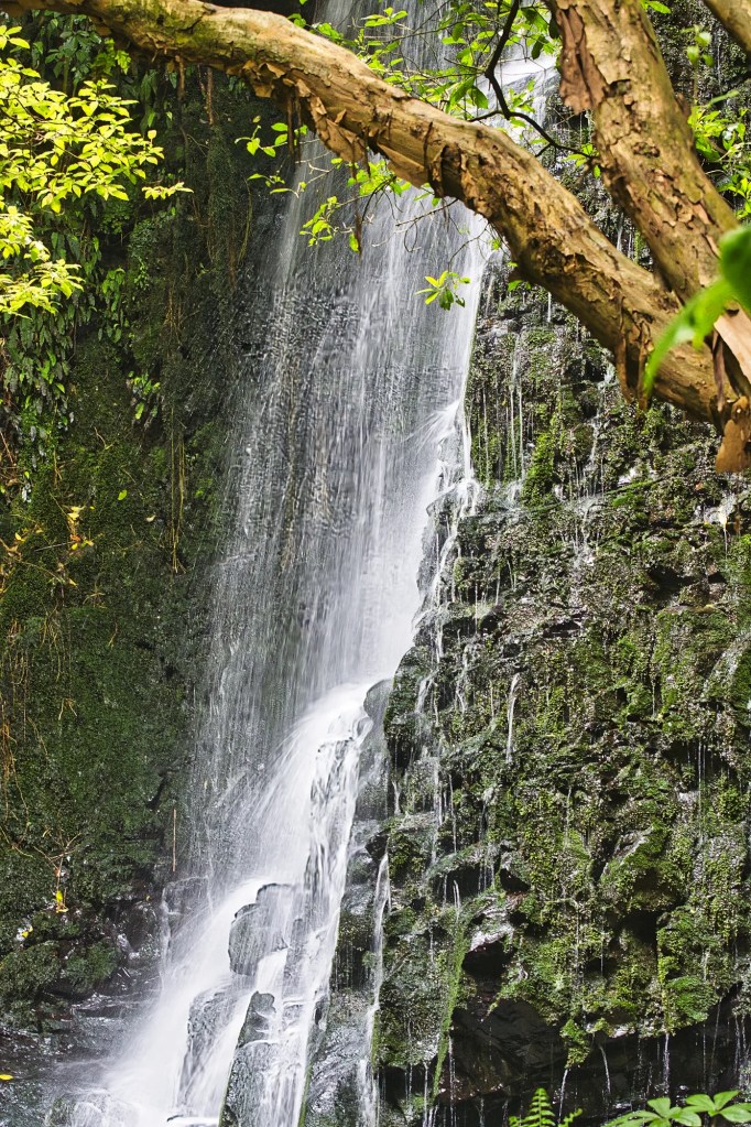 Matai Falls framed by Totara Tree, NZ