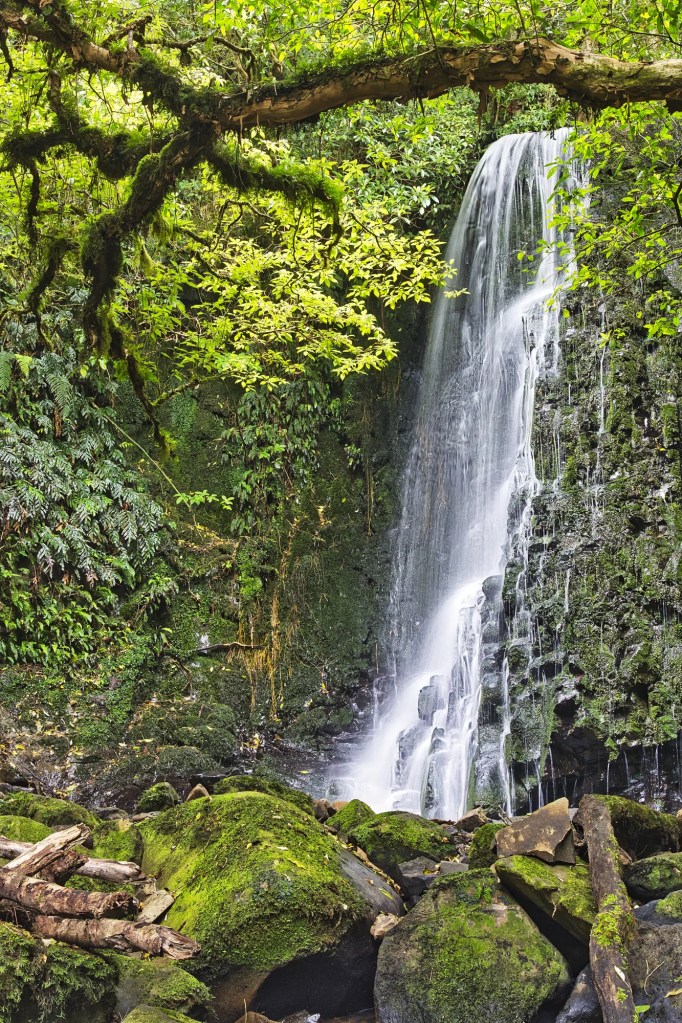 Matai Falls framed by Totara Tree, NZ