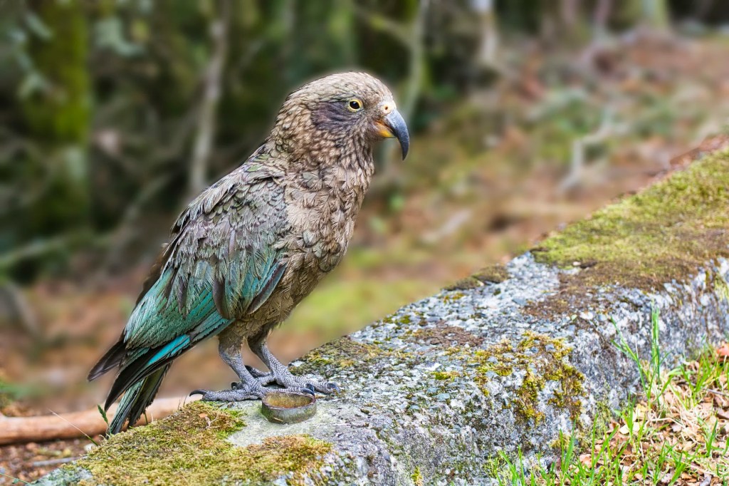 Kea, Hollyford Valley Lookout, Fiordland, NZ
Nikon 70-300mm f/4.5-5.6 at 129 mm