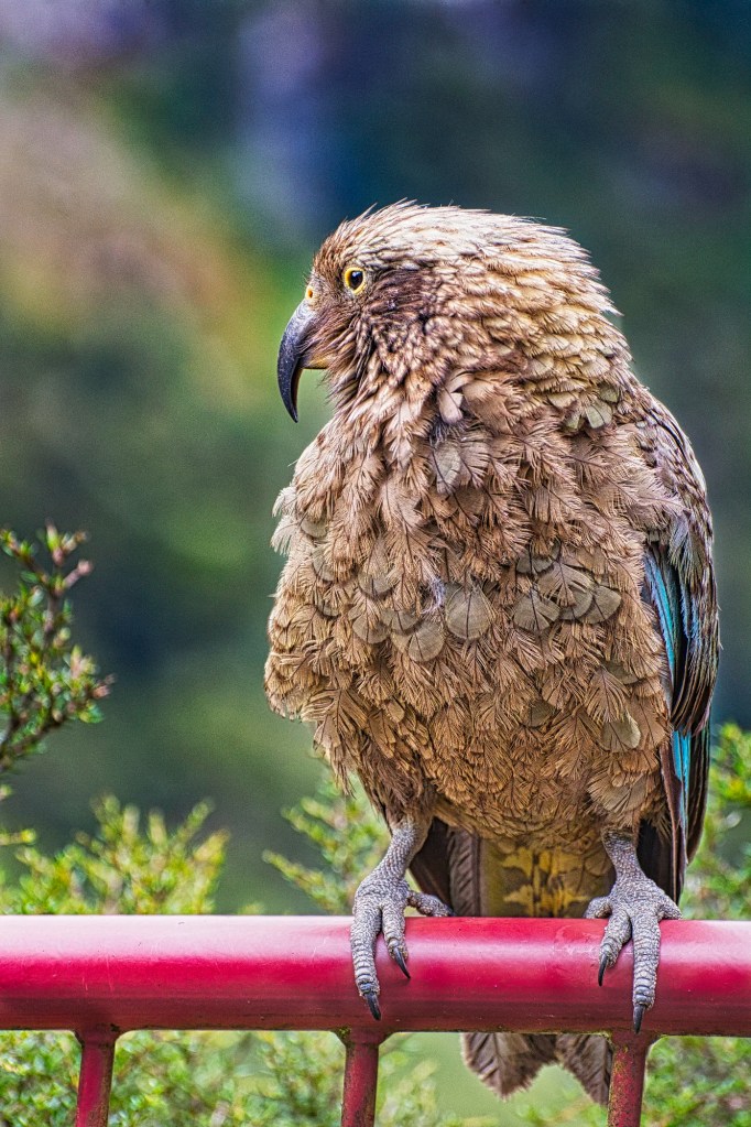 Kea, Hollyford Valley Lookout, Fiordland, NZ
Nikon 70-300mm f/4.5-5.6 at 202 mm