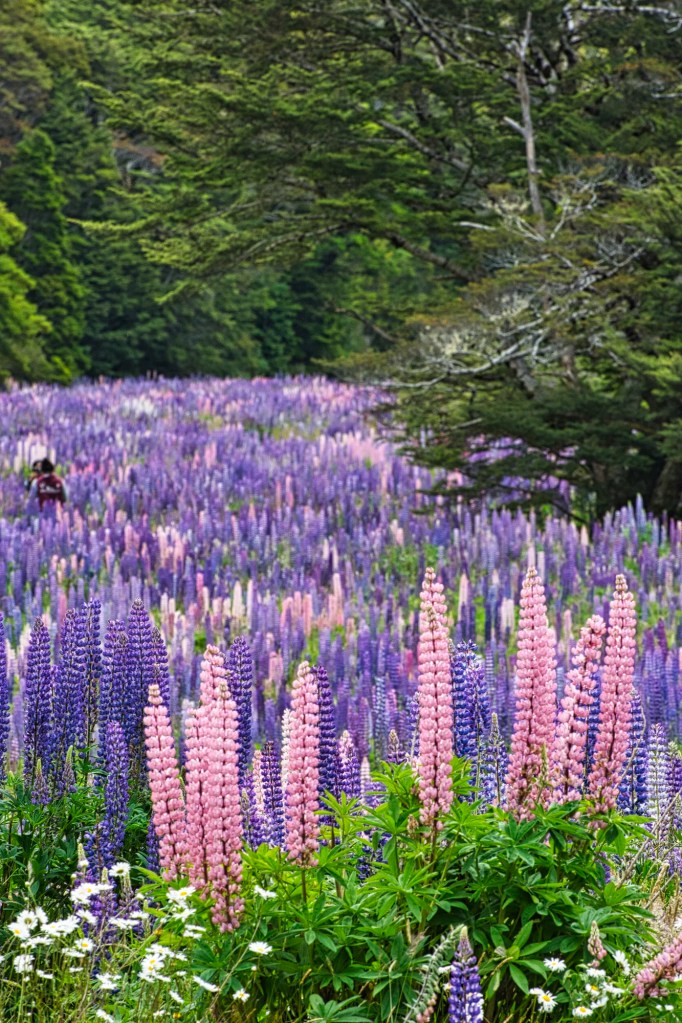 Lupine Flowers, Cascade Creek, Fiordland, NZ