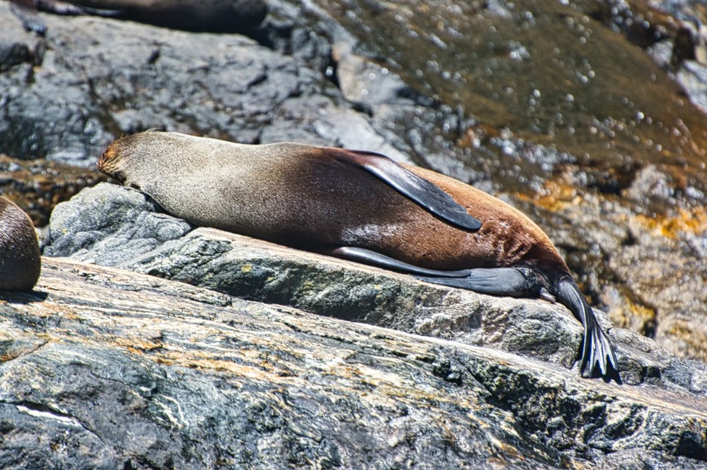 Seal Tanning, Milford Sound, NZ
Nikon 70-300mm f/4.5-5.6 at 450 mm