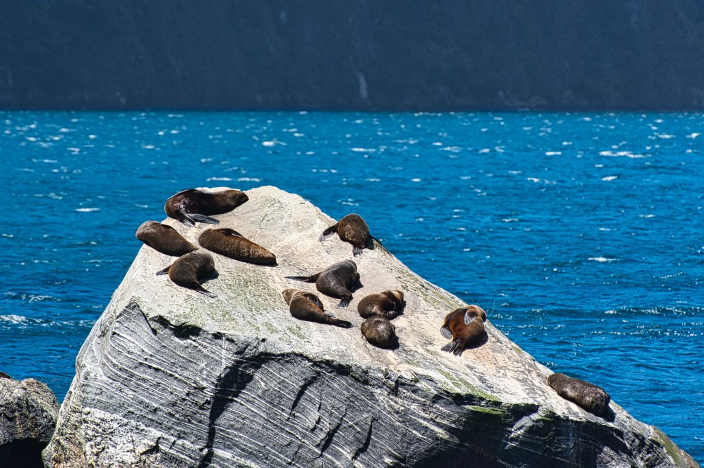 Seal Rock, Milford Sound, NZ
Nikon 70-300mm f/4.5-5.6 at 390 mm