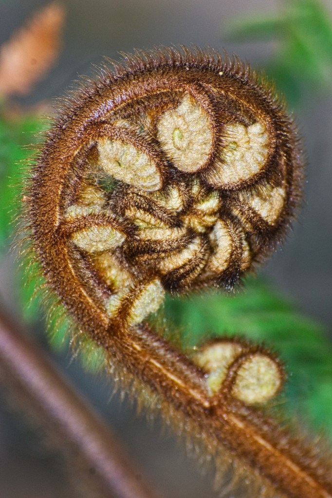 Unfurled Silver Fern, Milford Sound, NZ
Nikon 70-300mm f/4.5-5.6 at 450 mm