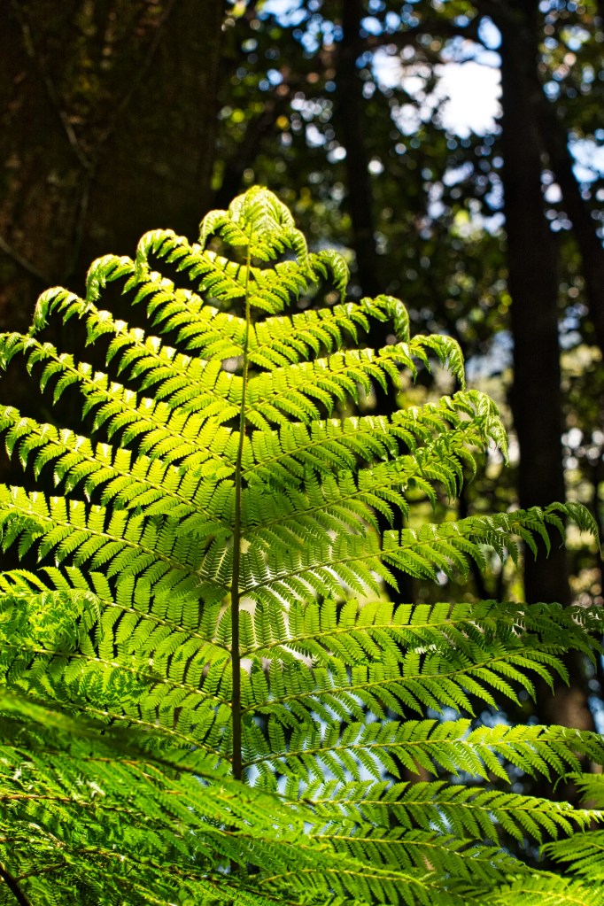 Silver Fern, Milford Sound, NZ
Nikon 70-300mm f/4.5-5.6 at 105 mm