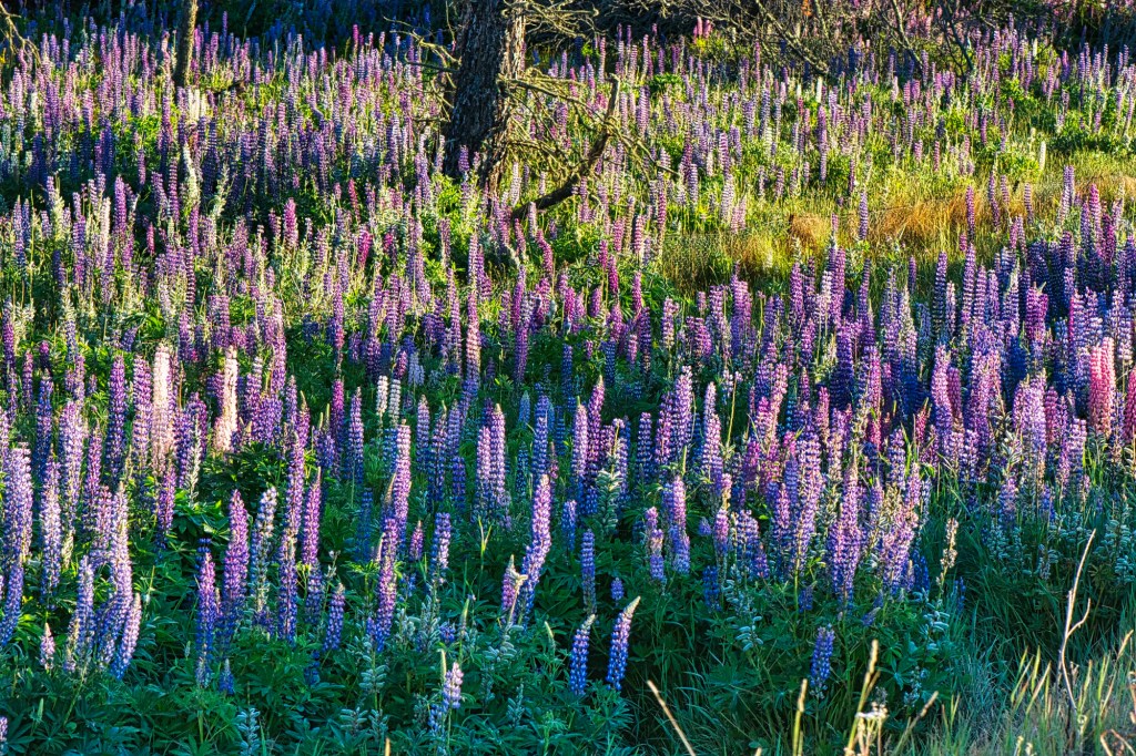 Lupine Flowers