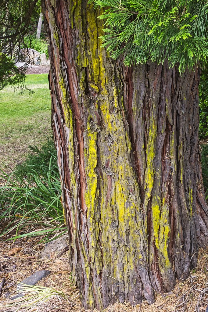 Incense Cedar, Otago Public Gardens, Oamaru, NZ