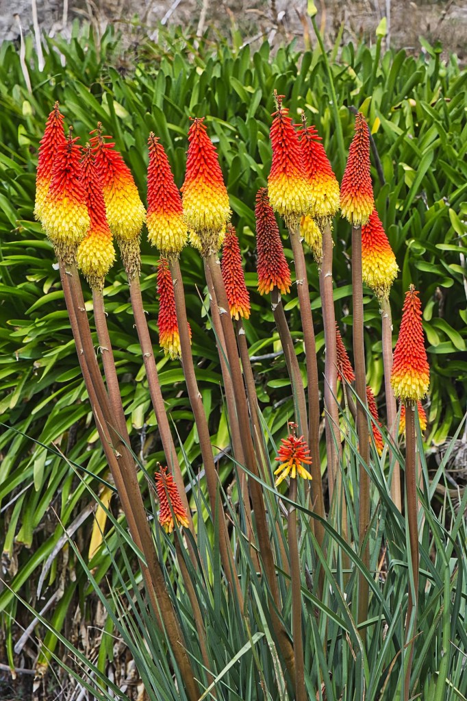 Red hot poker, Otago Public Gardens, Oamaru, NZ