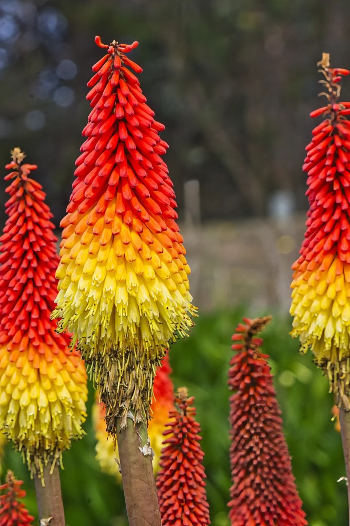 Red hot poker, Otago Public Gardens, Oamaru, NZ