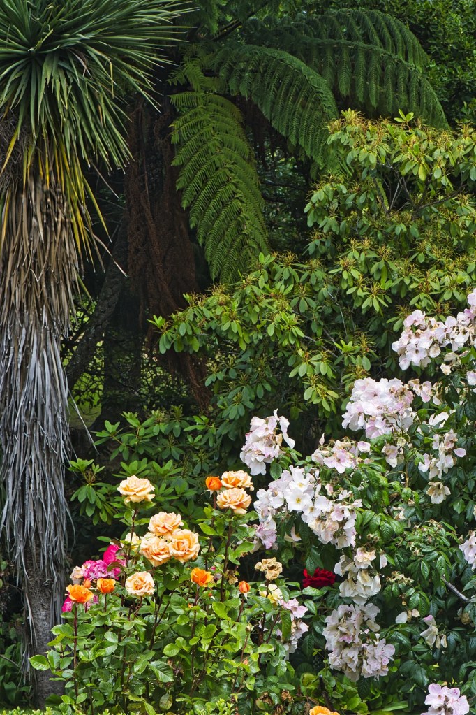 Cabbage Palm, Tea & Multiflora Roses, Glenfalloch Gardens, Otago Peninsula, NZ