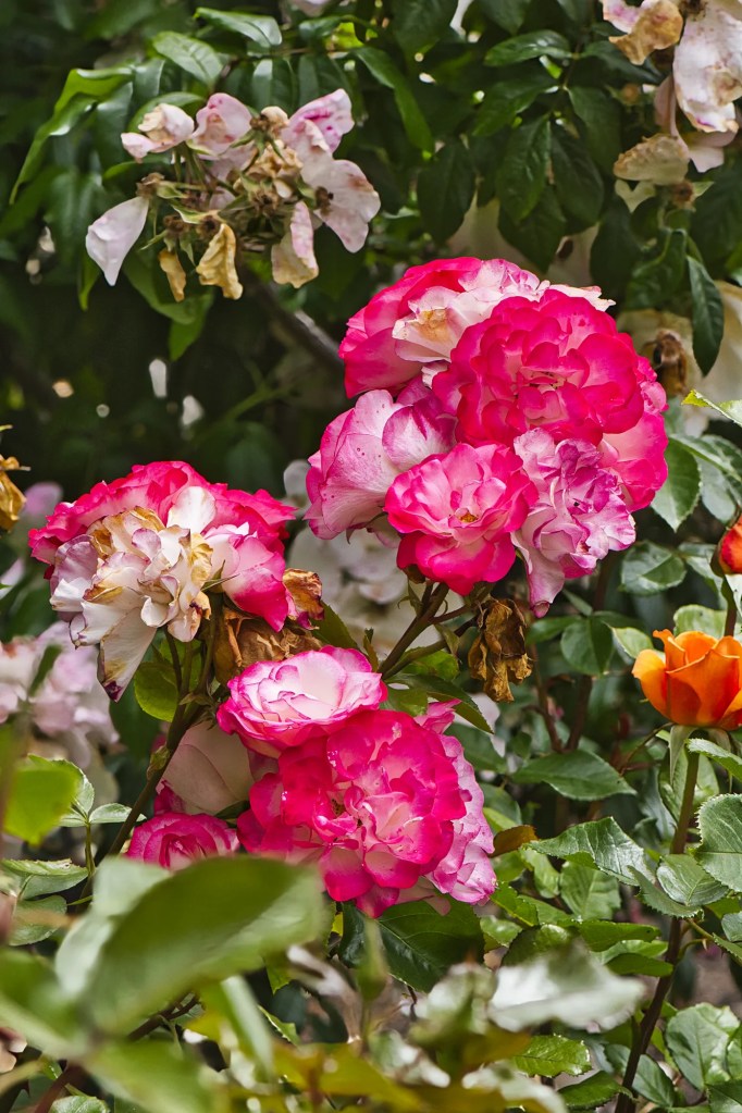 Tea Roses, Glenfalloch Gardens, Otago Peninsula, NZ