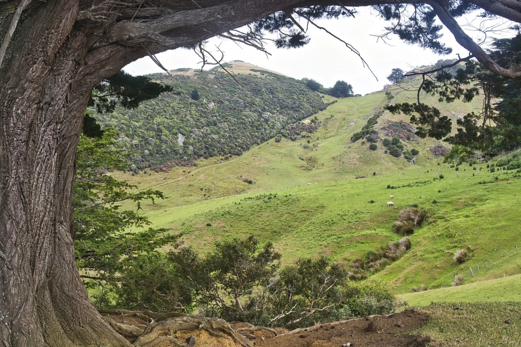 Highcliffe Road, Otago Peninsula, NZ