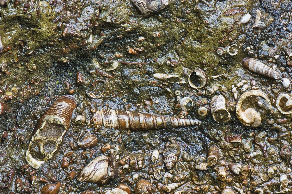 Fossils, Geology Bldg, Dunedin, NZ