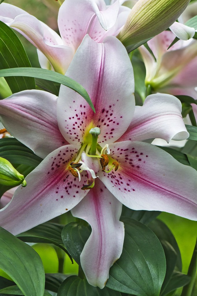 Showy Lily, Olveston Garden, Dunedin, NZ