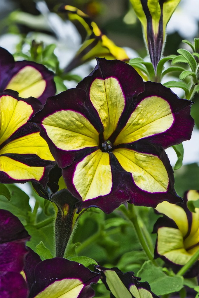 Garden Petunia, Olveston Garden, Dunedin, NZ