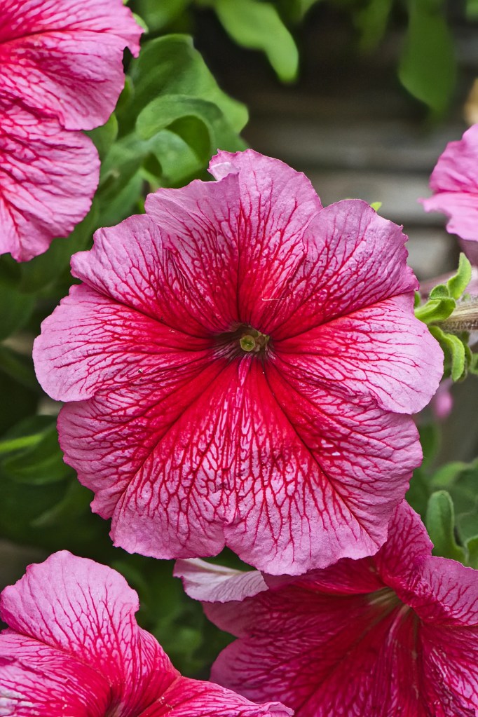 Garden Petunia, Olveston Garden, Dunedin, NZ