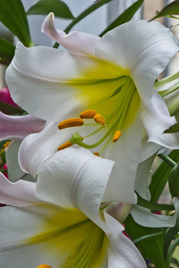 Royal Lily, Olveston Garden, Dunedin, NZ