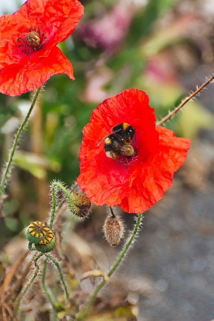 Red Poppy & Bees, Akaroa, Banks Peninsula, NZ