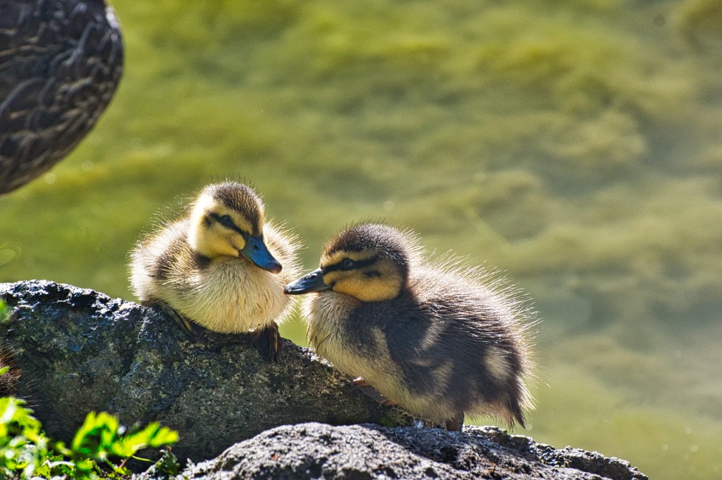 2 Ducklings, Christchurch Botanic Gardens, NZ