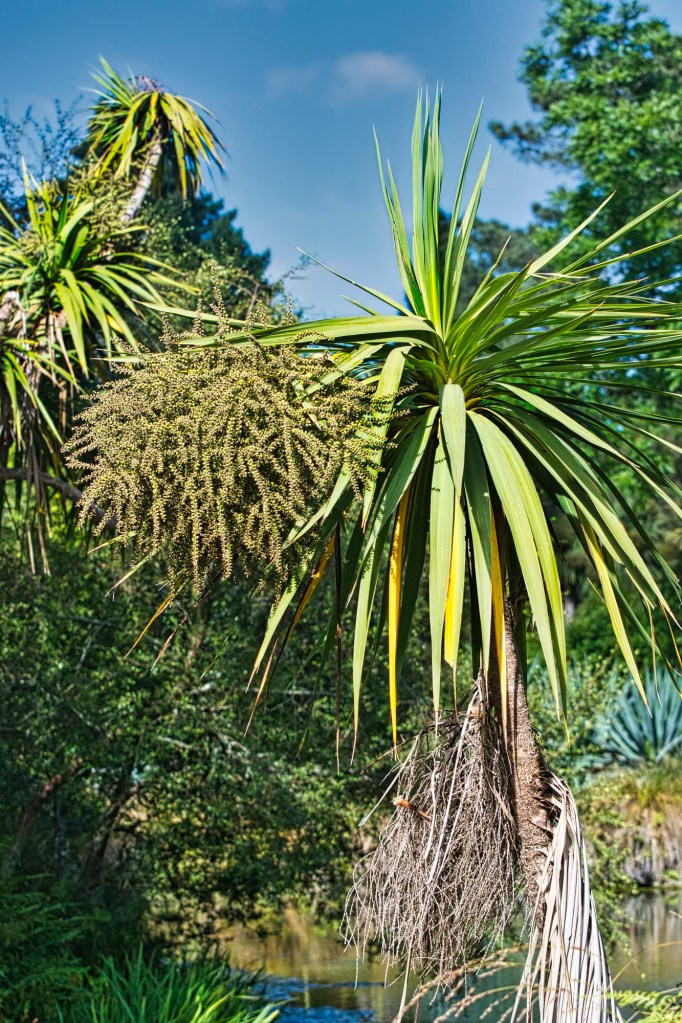 Cabbage Tree, Christchurch Botanic Gardens, NZ