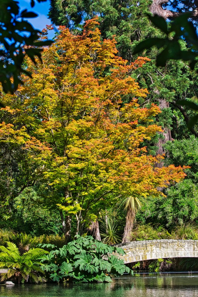 Japanese Maple & Bridge, Christchurch Botanic Gardens, NZ