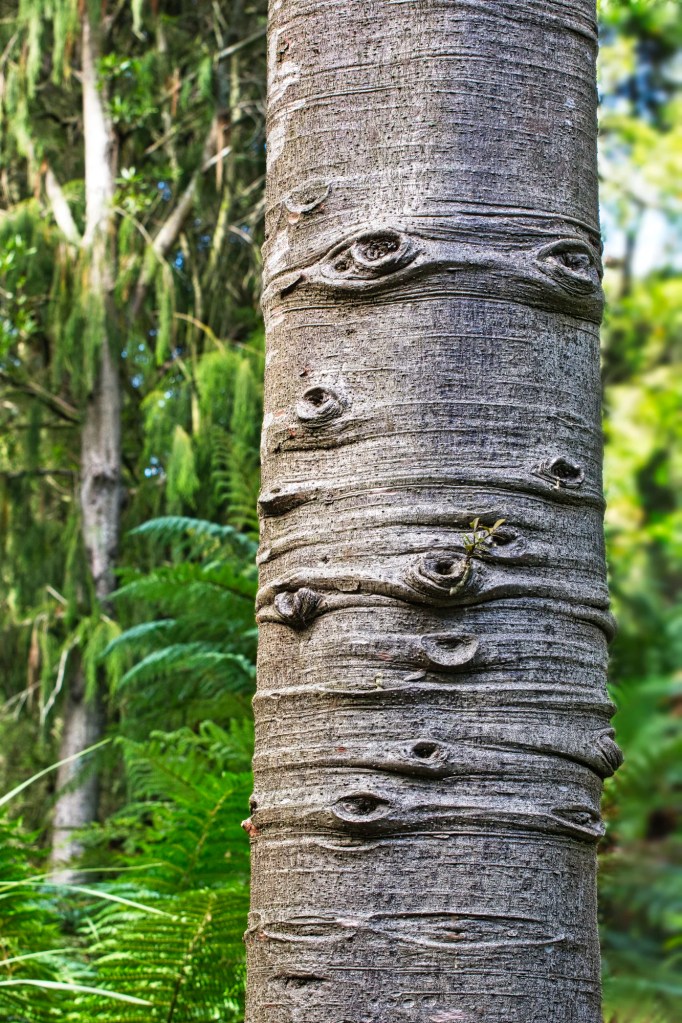 Paper Birch Tree, Christchurch Botanic Gardens, NZ