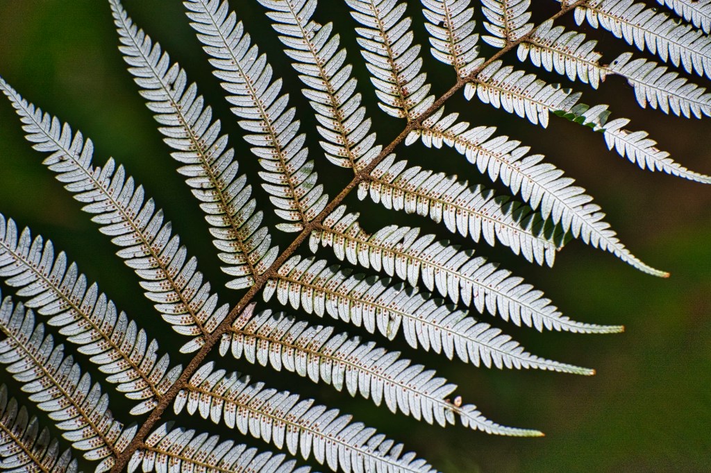Fern Spores, Christchurch Botanic Gardens, NZ