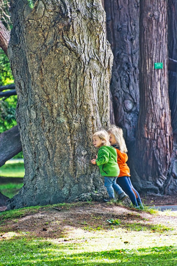 Cheating Kids Playing Hide 'n Seek, Christchurch Botanic Gardens, NZ