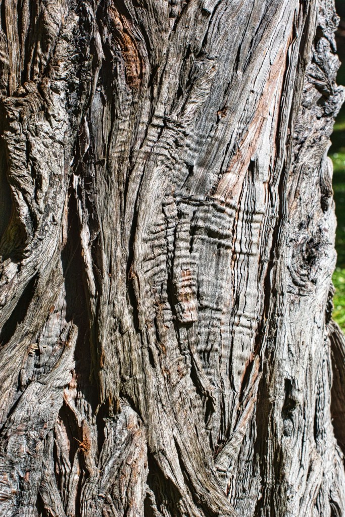 Incense Cedar Bark, Christchurch Botanic Gardens, NZ