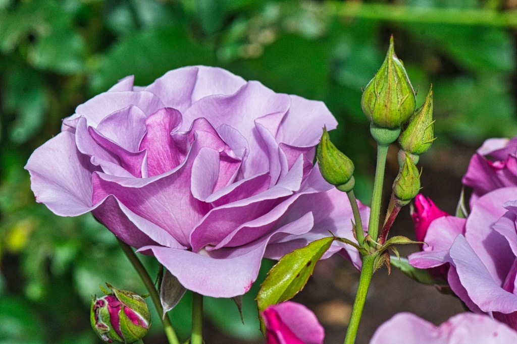 Mauve Tea Rose, Christchurch Botanic Gardens, NZ