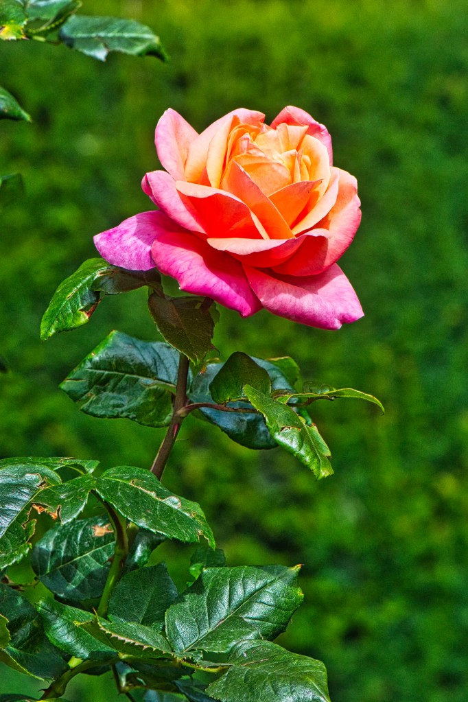 Red-Yellow Tea Rose, Christchurch Botanic Gardens, NZ
