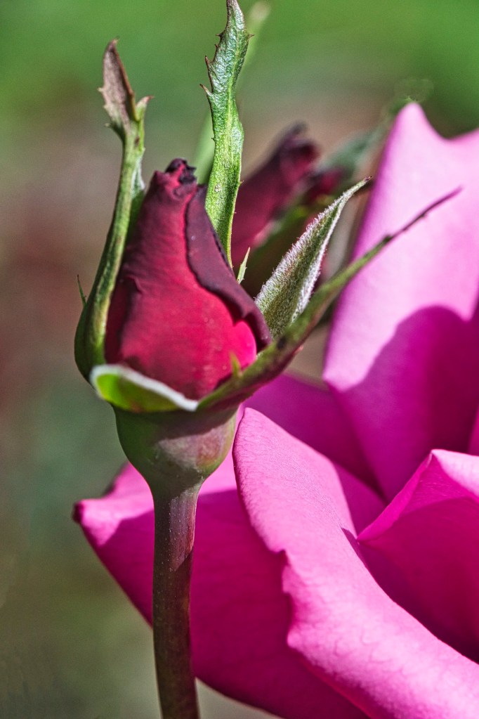 Red Tea Rose Bud, Christchurch Botanic Gardens, NZ