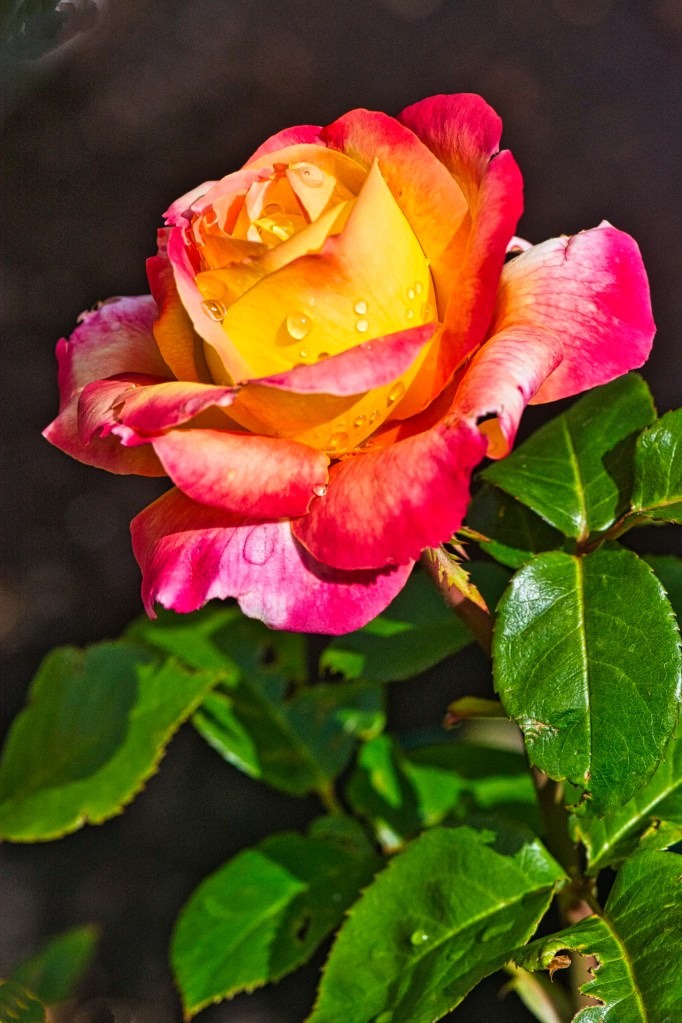 Red-Yellow Tea Rose, Christchurch Botanic Gardens, NZ